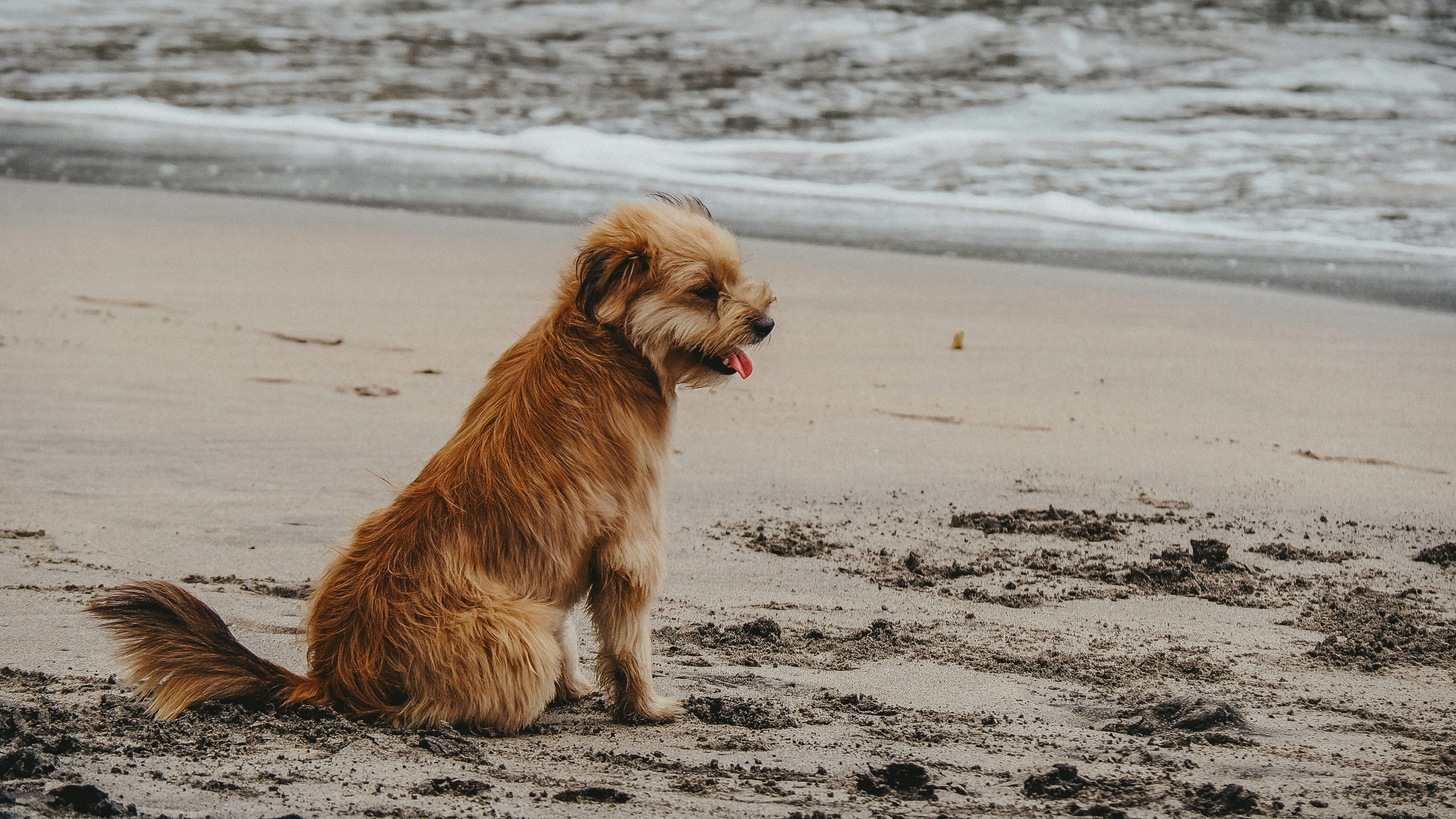Small brown dog sitting on a sandy beach near the ocean