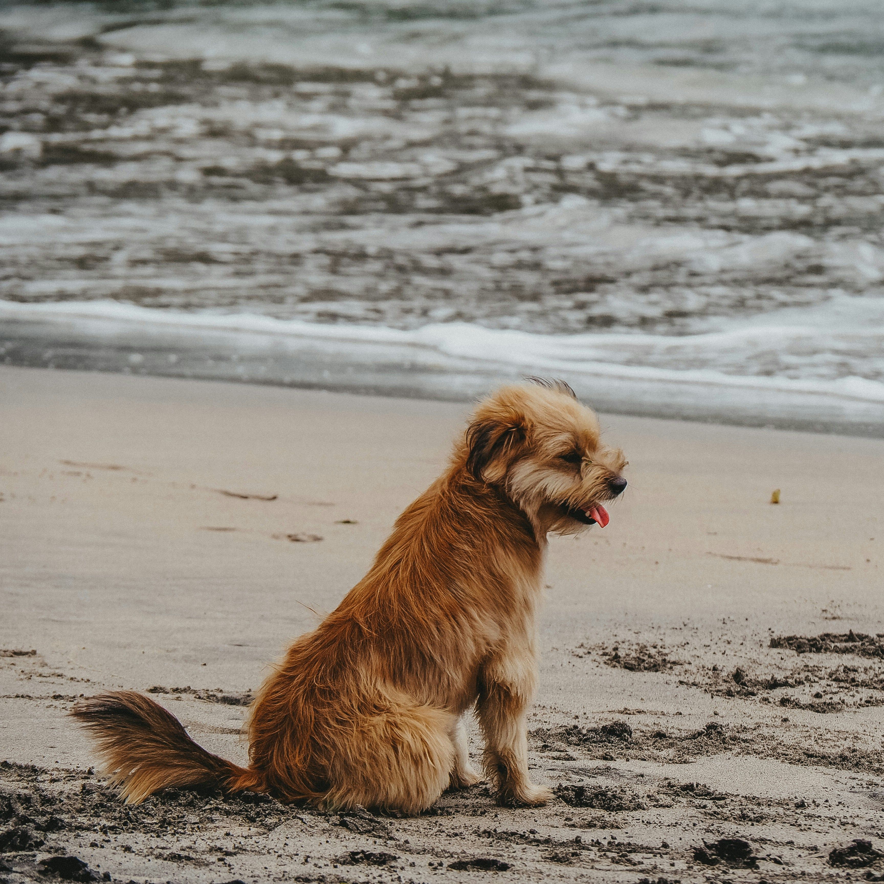 Small brown dog sitting on a sandy beach near the ocean