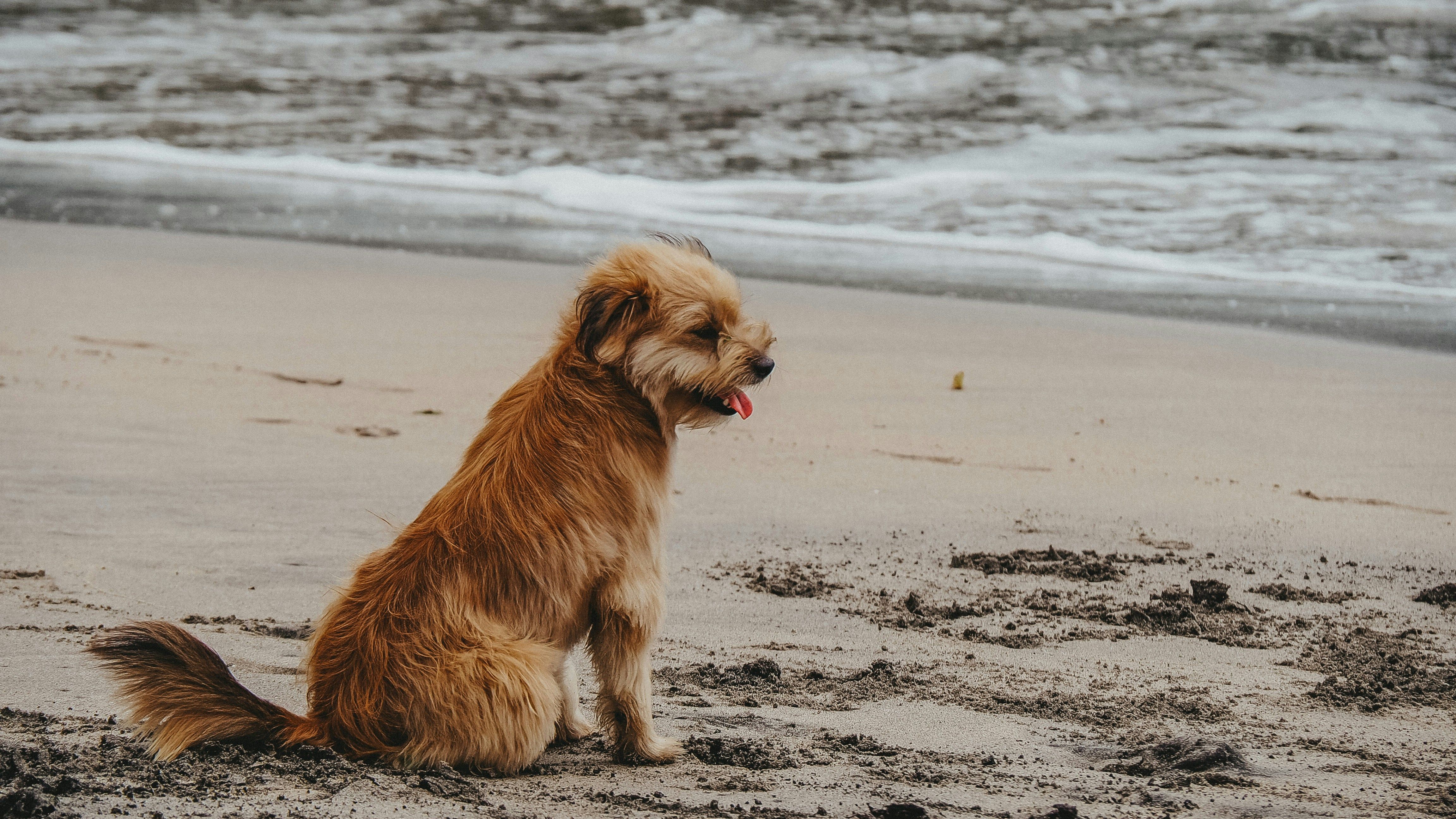 Small brown dog sitting on a sandy beach near the ocean