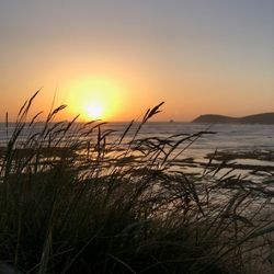 Beach grass silhouetted against a colorful sunset over the ocean with waves and distant hills.