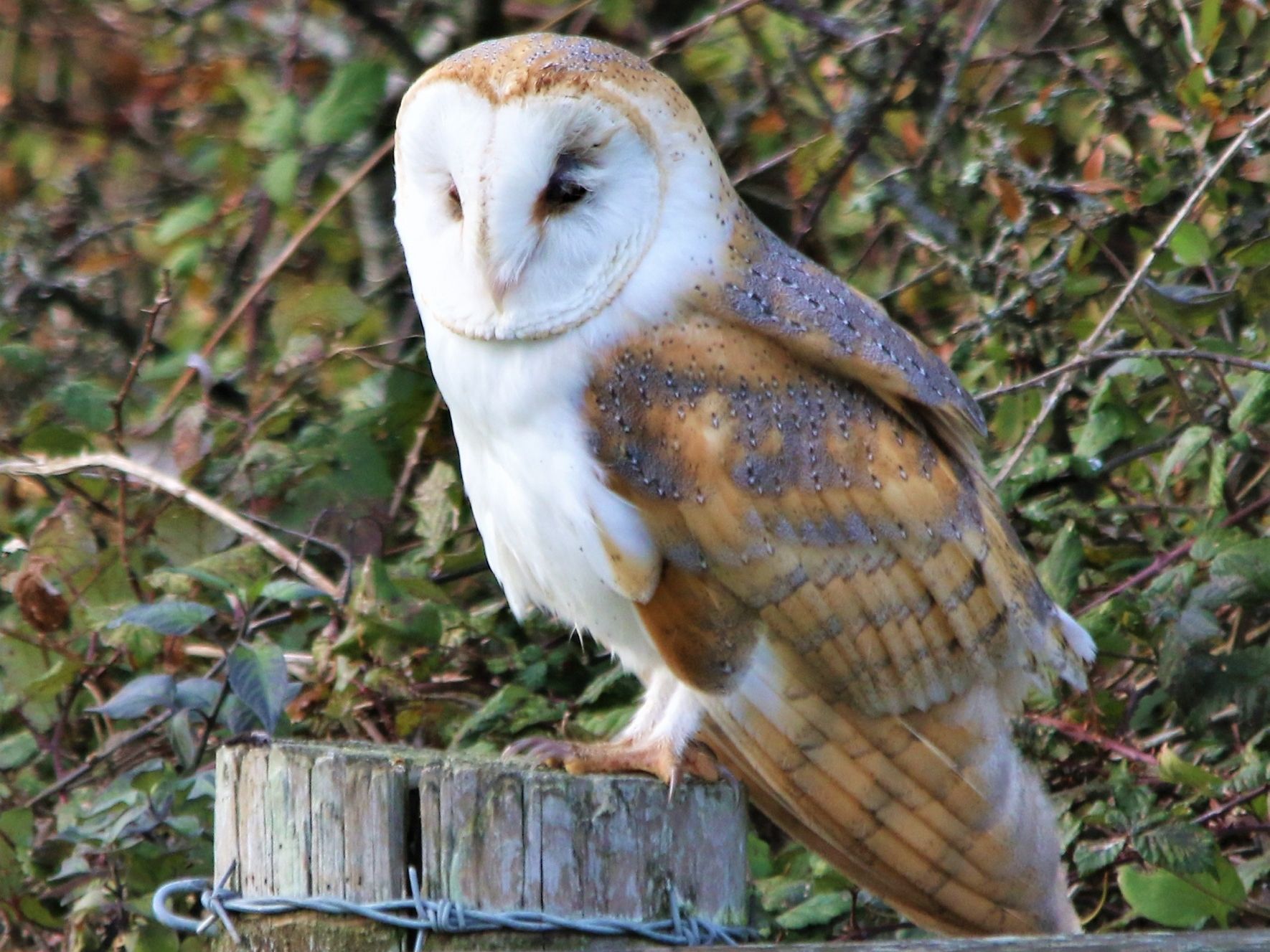 A barn owl perched on a wooden fence post