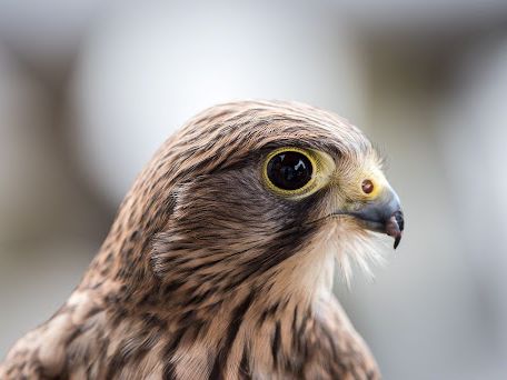 Close-up of a falcon's head with detailed feathers and sharp beak