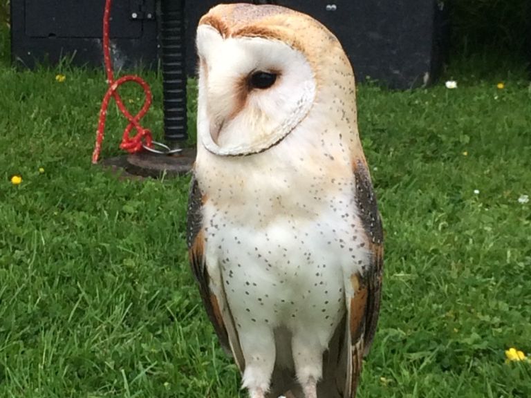 A barn owl perched on a post outdoors