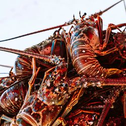 Pile of colorful lobsters on a tray