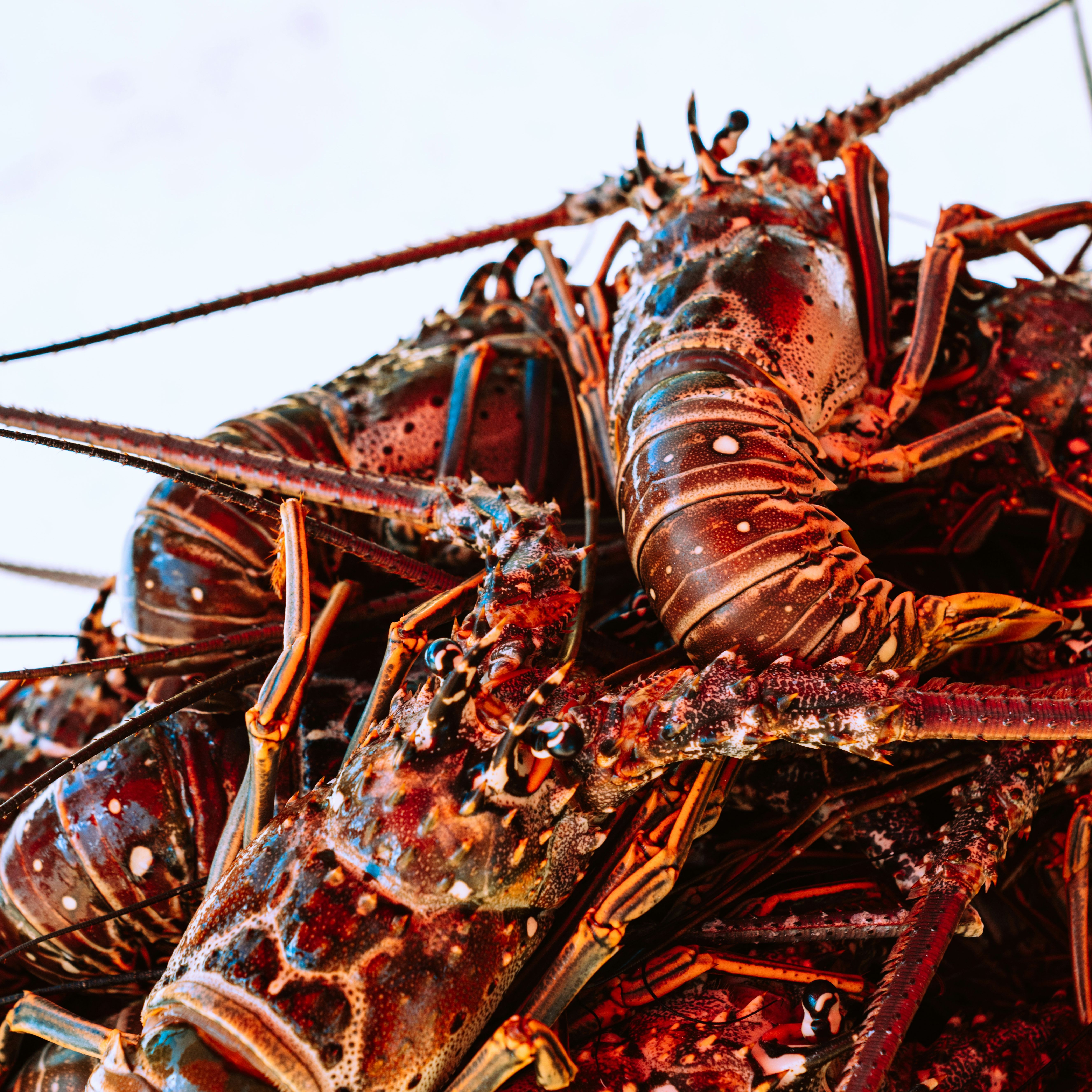 Pile of colorful lobsters on a tray