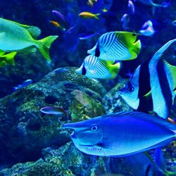 Colorful tropical fish swimming in an aquarium