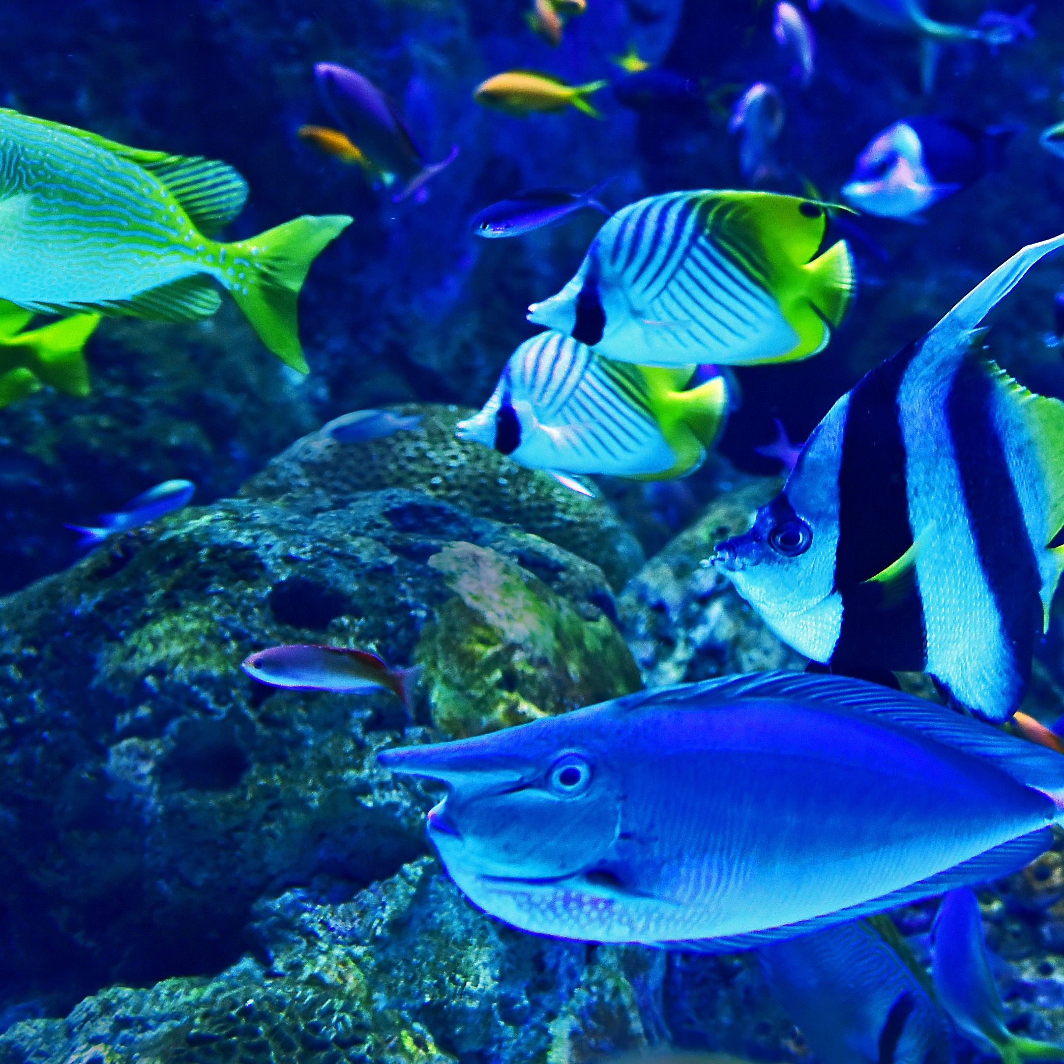 Colorful tropical fish swimming in an aquarium