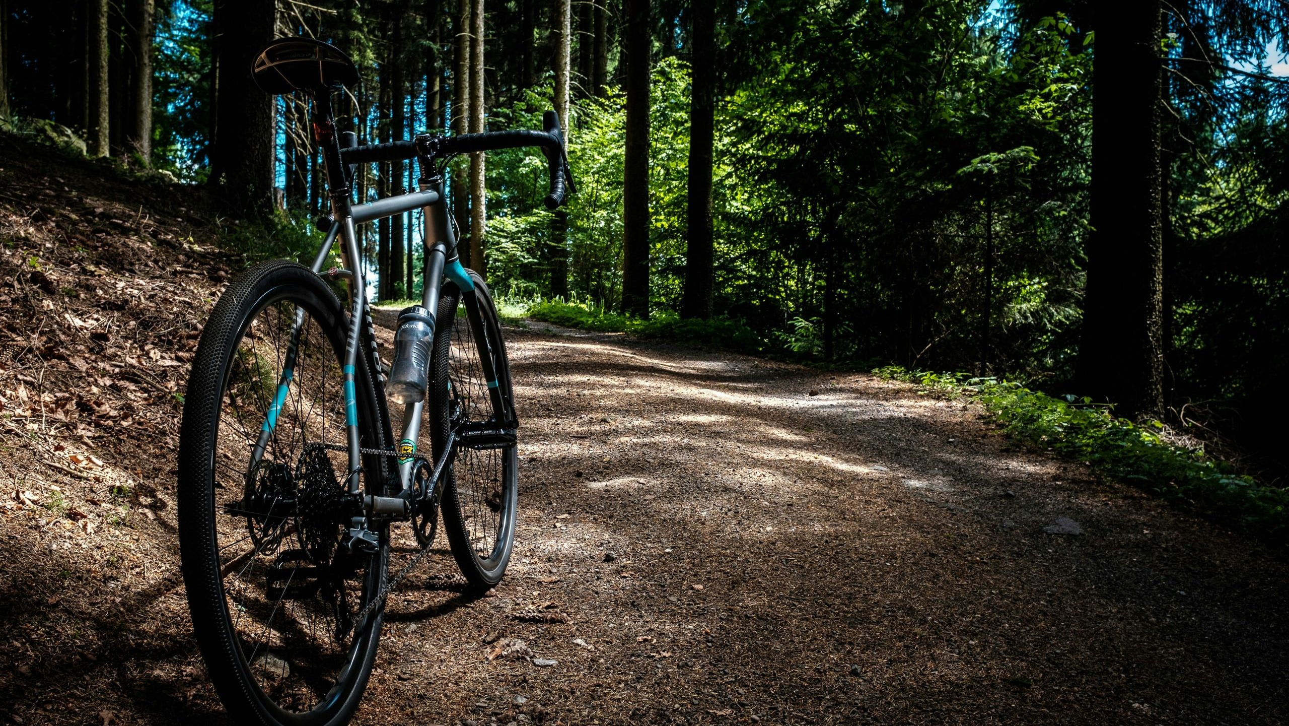 Bicycle parked on a dirt path in a sunlit forest