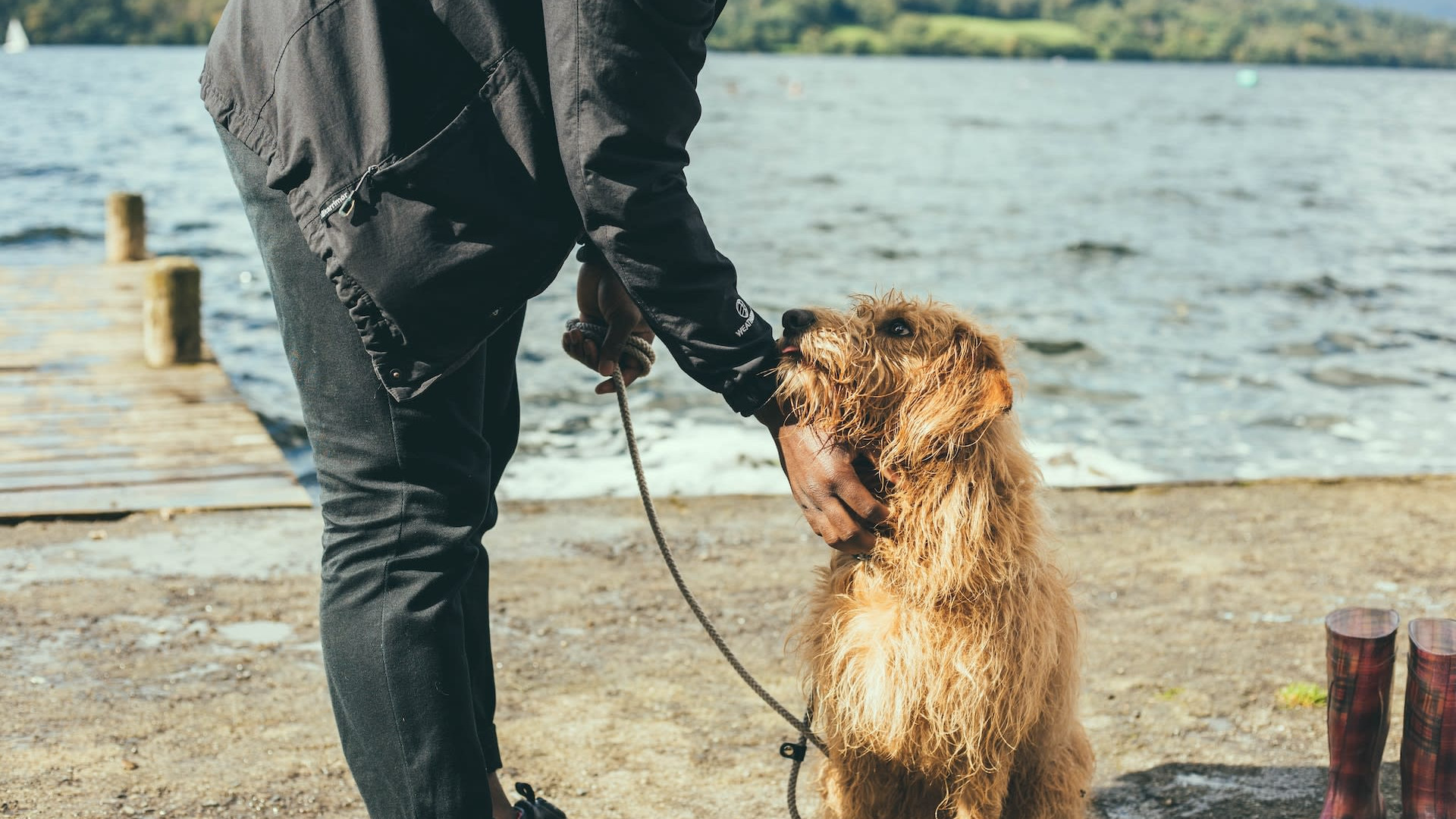 dog in the lake district