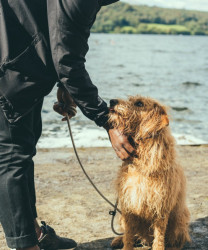 dog in the lake district