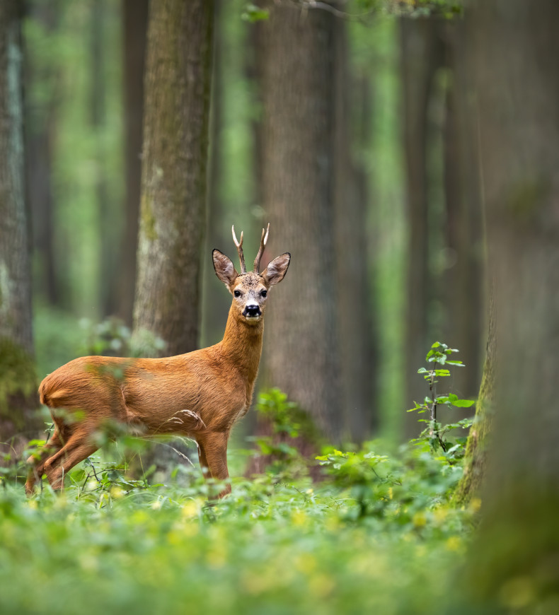 A Roe Deer in a lush forest, with trees and greenery providing a natural backdrop.
