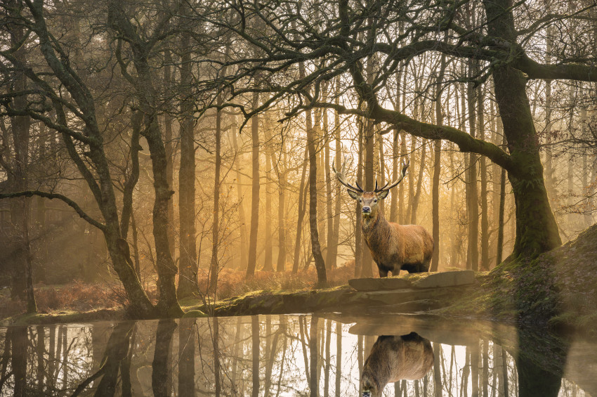 A majestic stag stands by a forest pond at sunrise, surrounded by mist and tall trees.