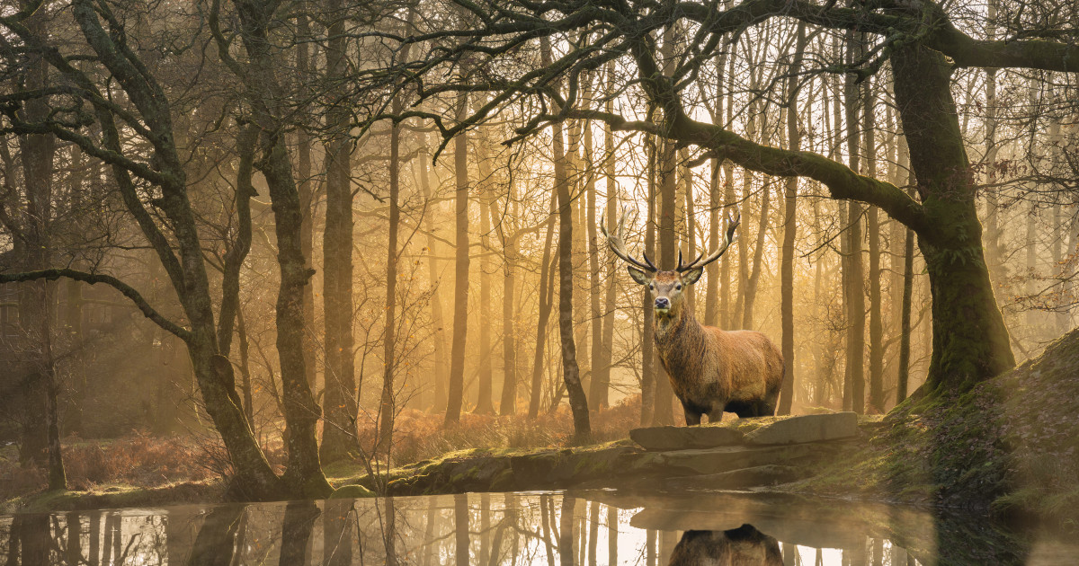 a-guide-to-spotting-lake-district-wildlife-the-ro-hotel