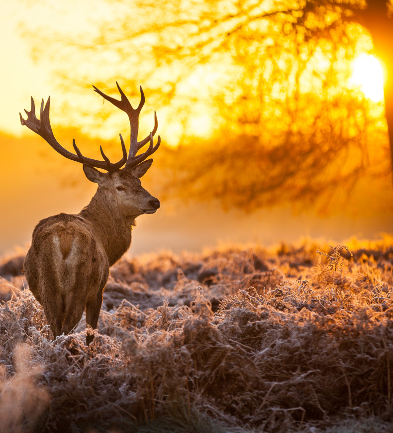 A majestic stag stands in a frosty field at sunrise, bathed in warm golden light.