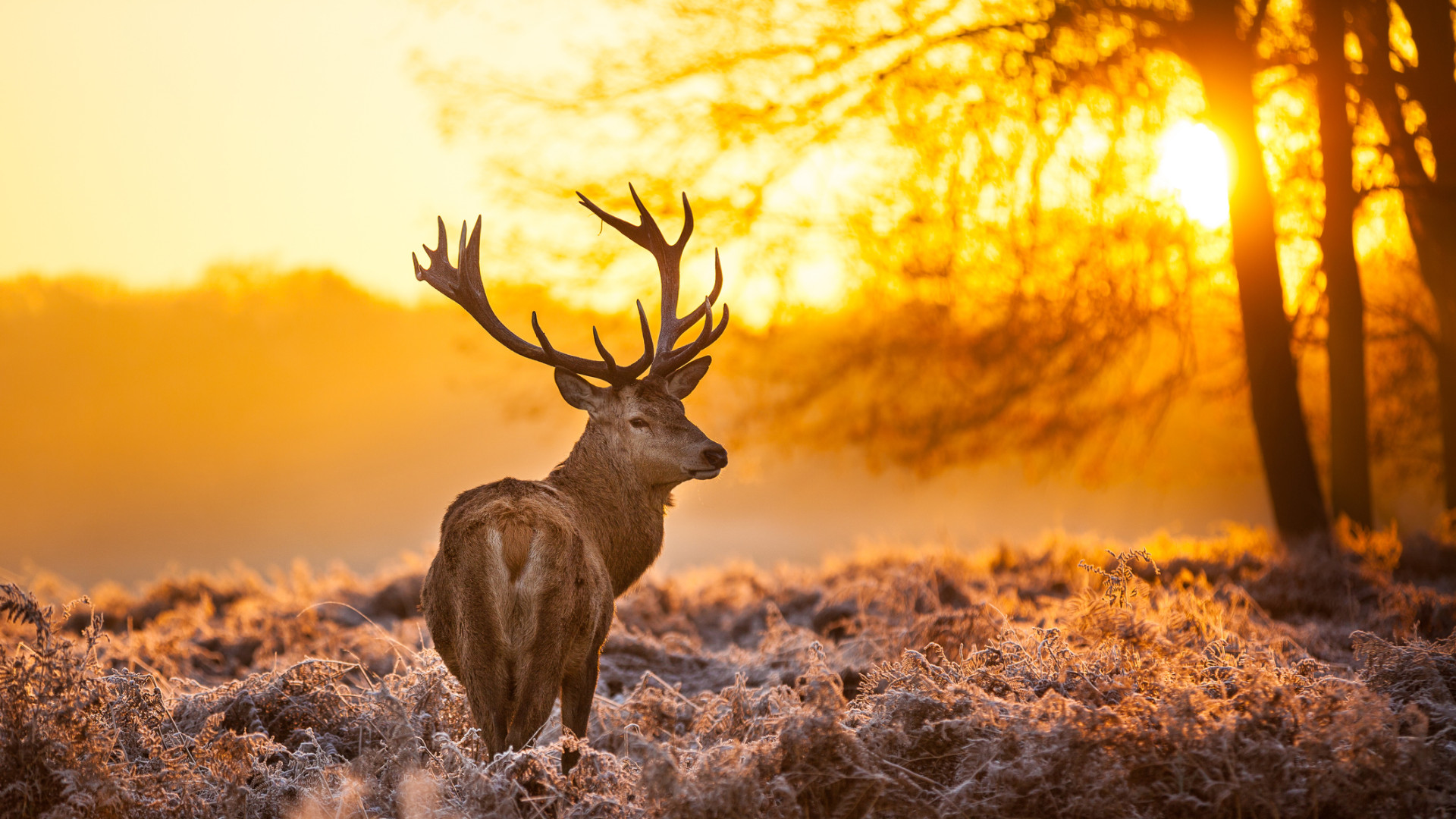 A majestic stag stands in a frosty field at sunrise, bathed in warm golden light.