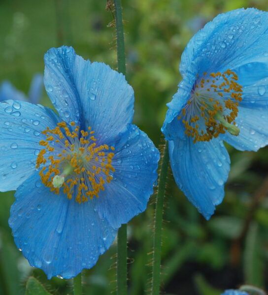 Close-up of two vibrant blue poppy flowers with yellow stamens, covered in raindrops, set against a blurred green garden background.