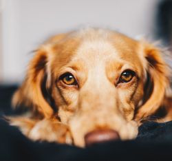 dog-friendly-1-768x1152