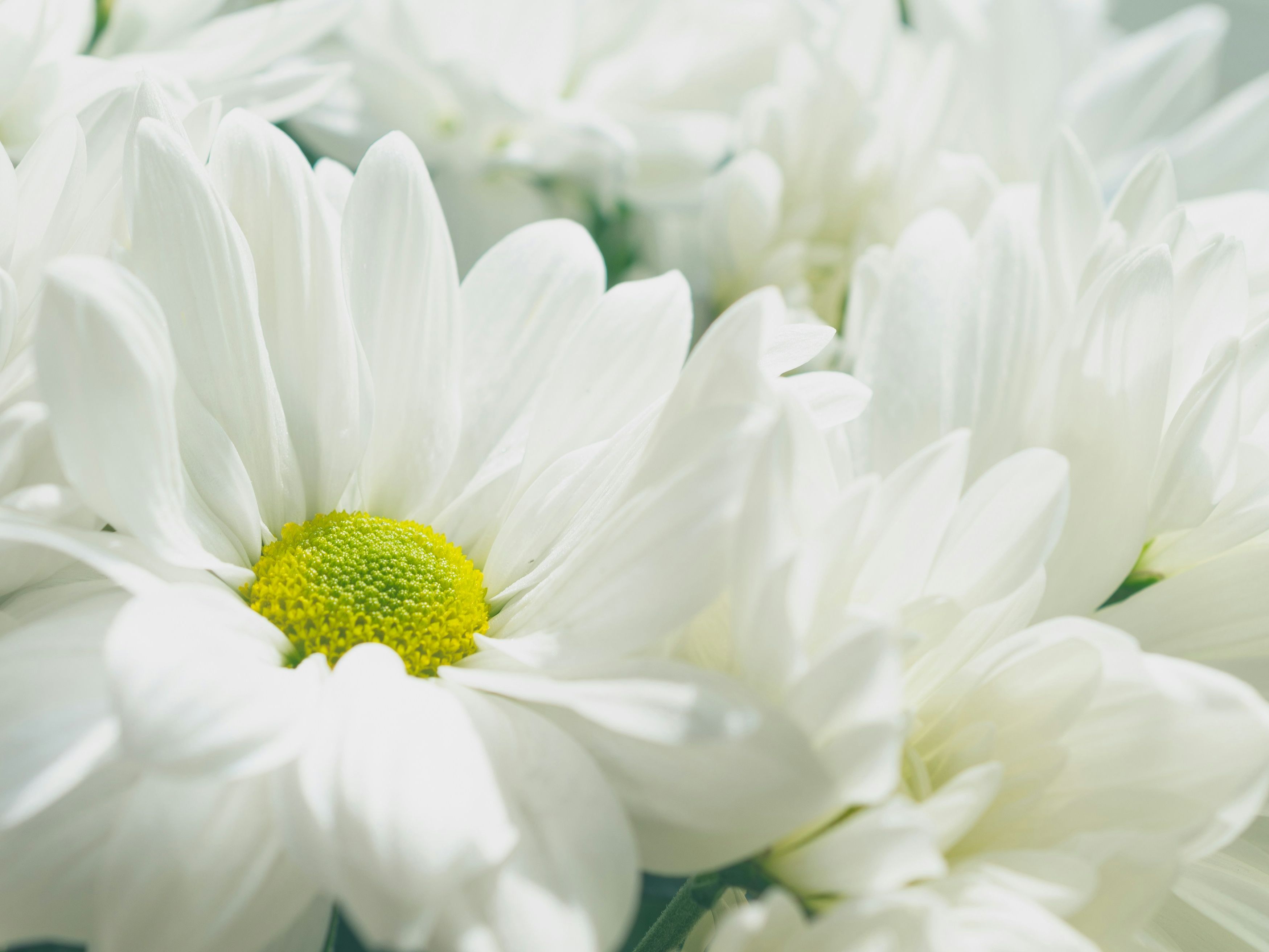 Close-up of white daisies with yellow centers
