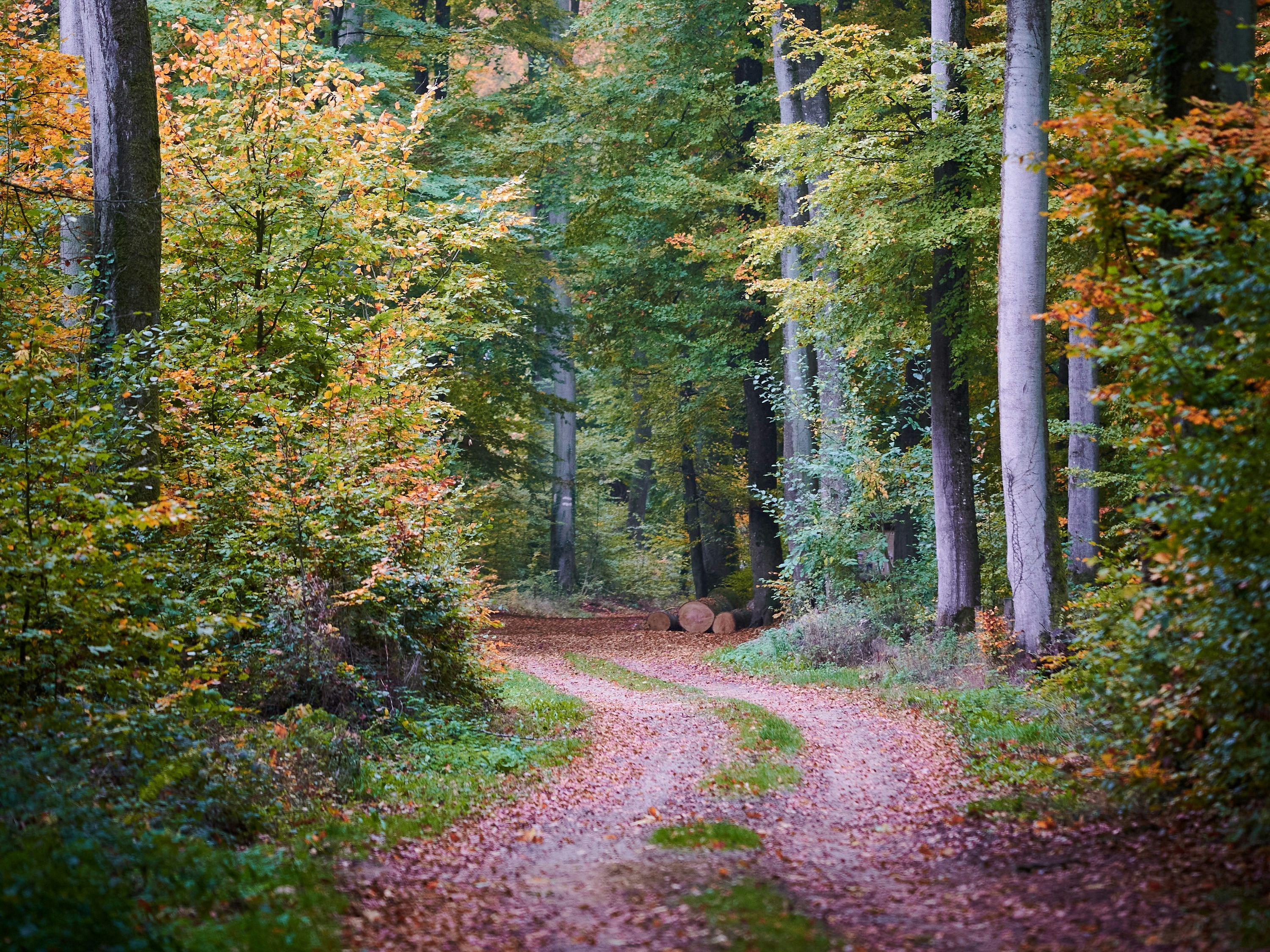 A winding dirt path covered with fallen leaves through a lush, green and orange forest in autumn.