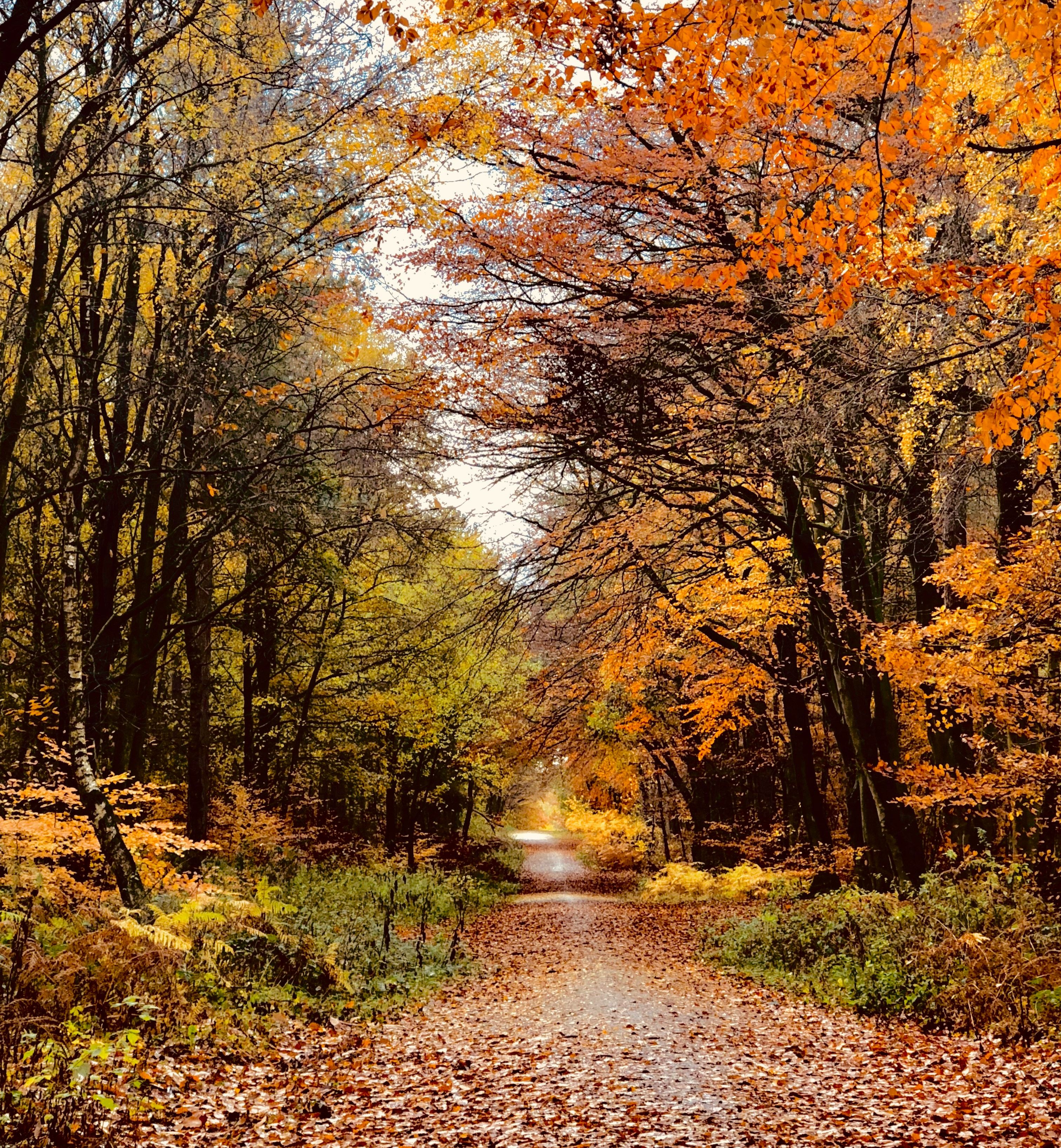 Autumn forest path covered with fallen leaves and surrounded by colorful trees