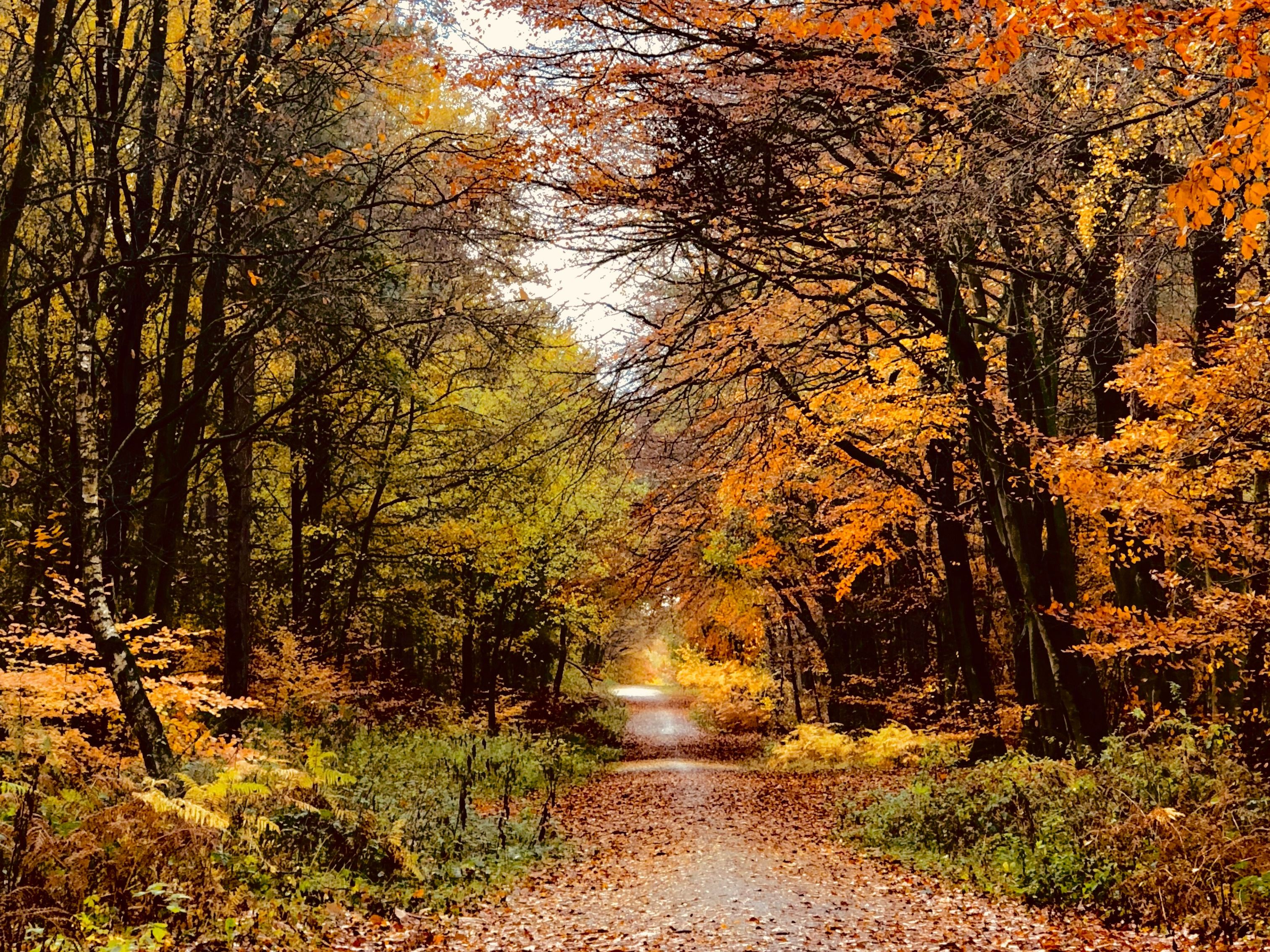 Autumn forest path covered with fallen leaves and surrounded by colorful trees