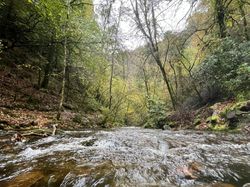 A flowing river surrounded by dense green forest with trees and foliage.