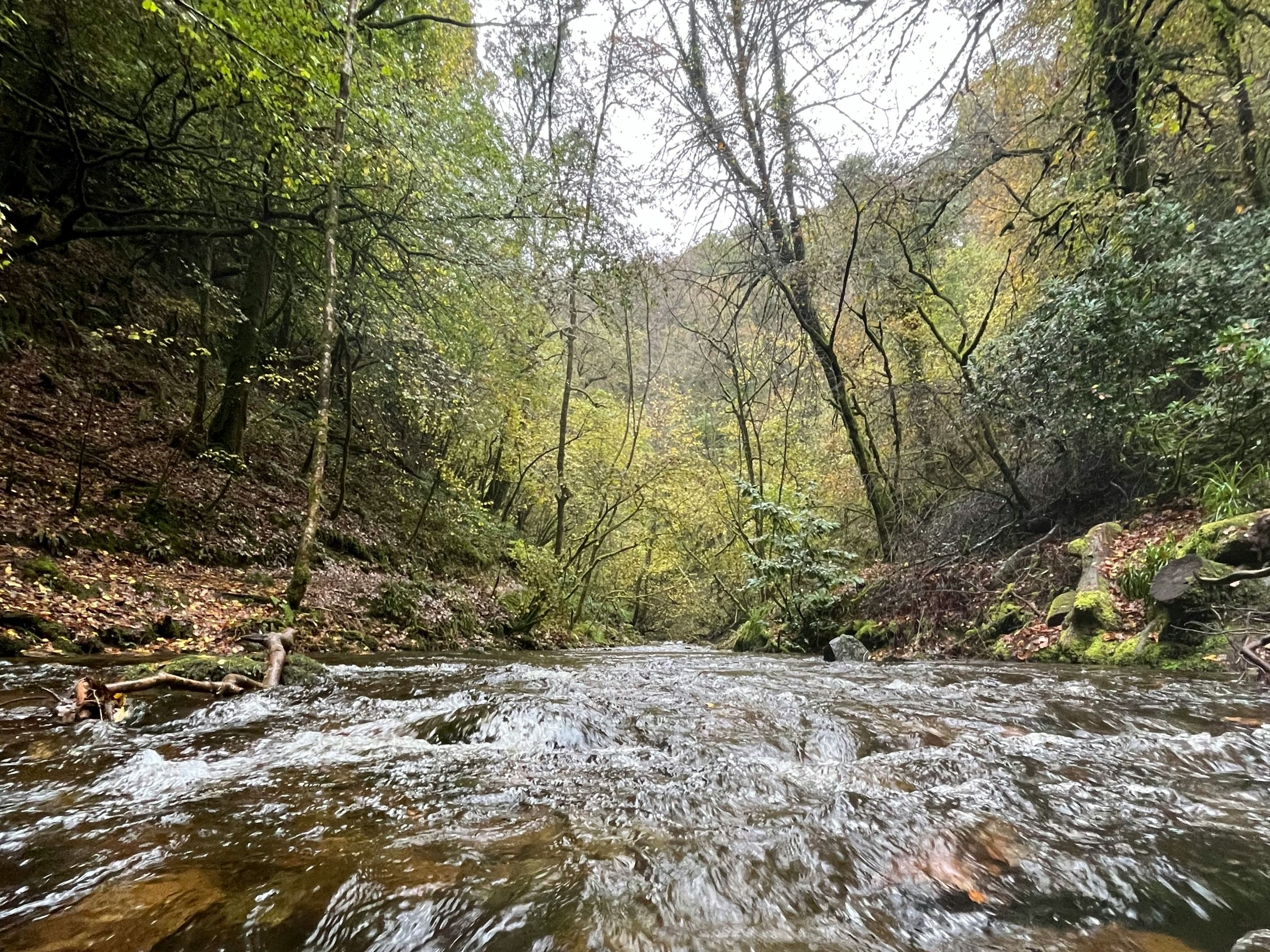A flowing river surrounded by dense green forest with trees and foliage.