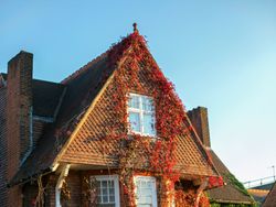 Brick house covered with red and green ivy in sunlight