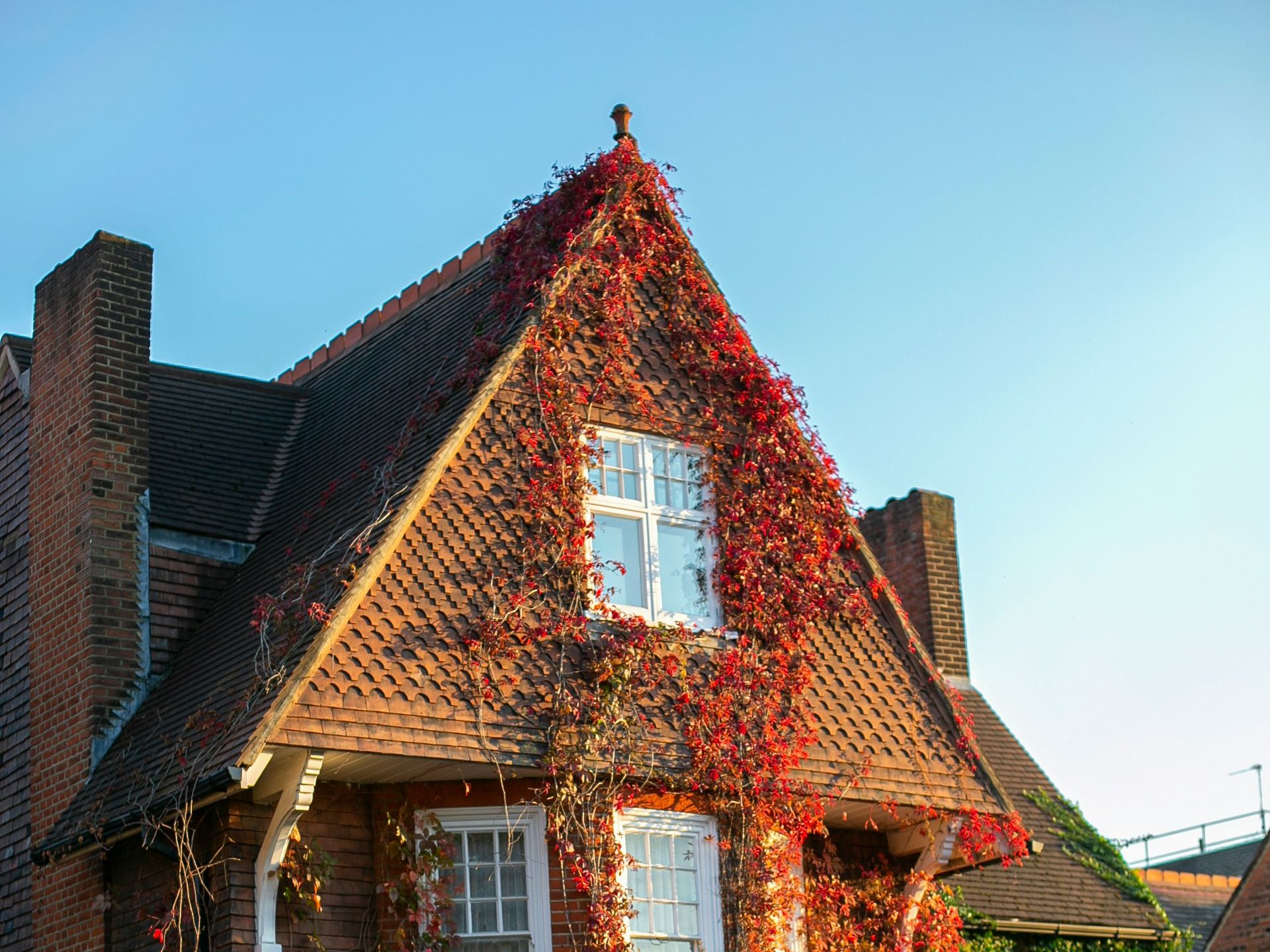Brick house covered with red and green ivy in sunlight