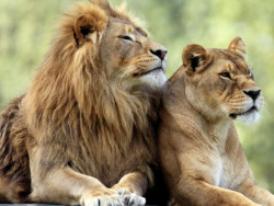 zoo