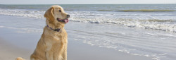 Golden Retriever on beach