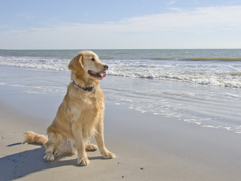 Golden Retriever on beach