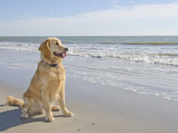 Golden Retriever on beach