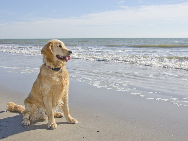 Golden Retriever on beach