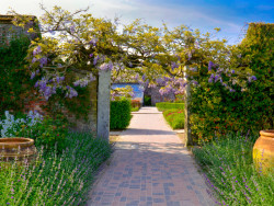 A garden entrance with a wisteria-laden archway and brick path, surrounded by blooming lavender and clay pots, under a blue sky.