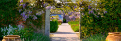 A garden entrance with a wisteria-laden archway and brick path, surrounded by blooming lavender and clay pots, under a blue sky.