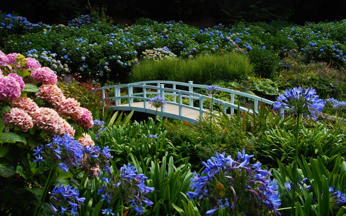 A picturesque garden with a light blue bridge amid colorful hydrangeas and agapanthus flowers, surrounded by green foliage and a backdrop of blooming bushes.