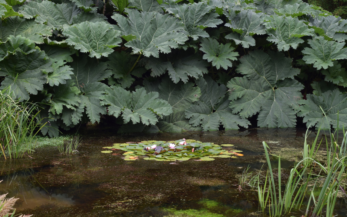 A pond filled with lily pads and pink flowers, set against a backdrop of dense, oversized green leaves and scattered water grasses.