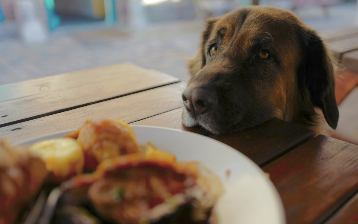 A large dog with a longing expression rests its head on a table, gazing at a plate of food in the foreground. The background is softly blurred.