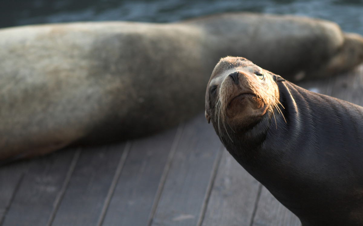 Cornish Seal Sanctuary - Trenance Farm Cottages