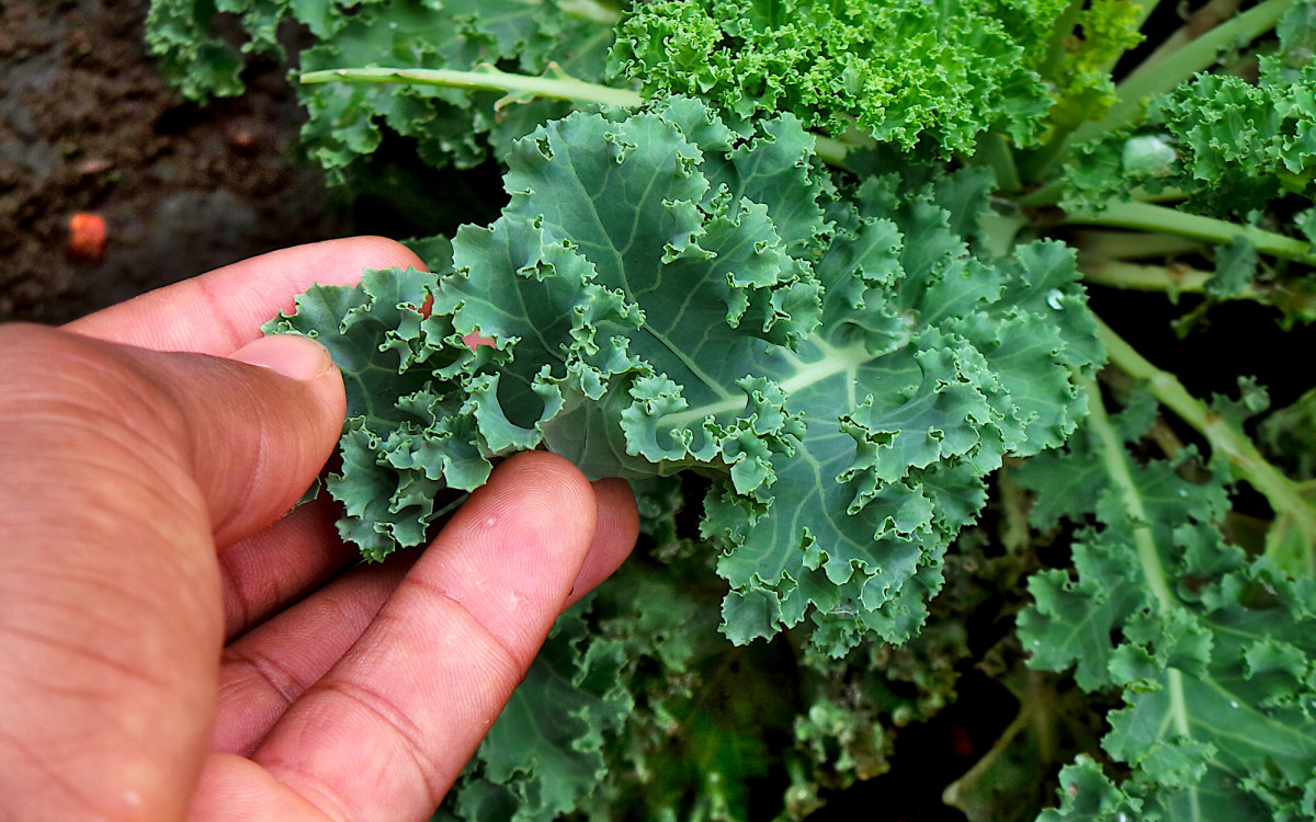 UK Record Crop - Trenance Farm Cottages