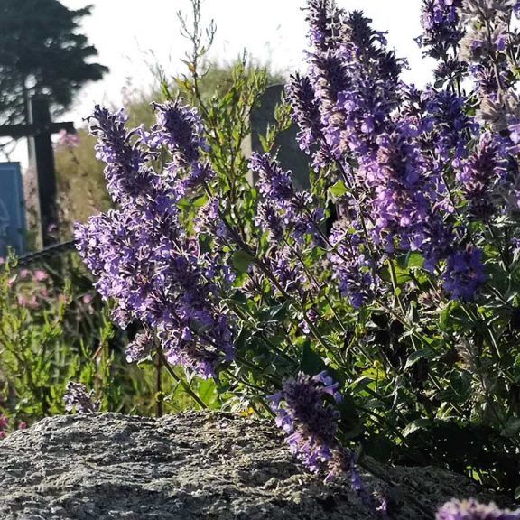 Close-up of purple flowers growing beside a rock, with a blurred sign and trees in the background.