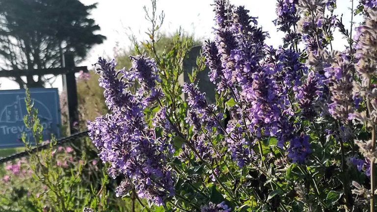 Close-up of purple flowers growing beside a rock, with a blurred sign and trees in the background.