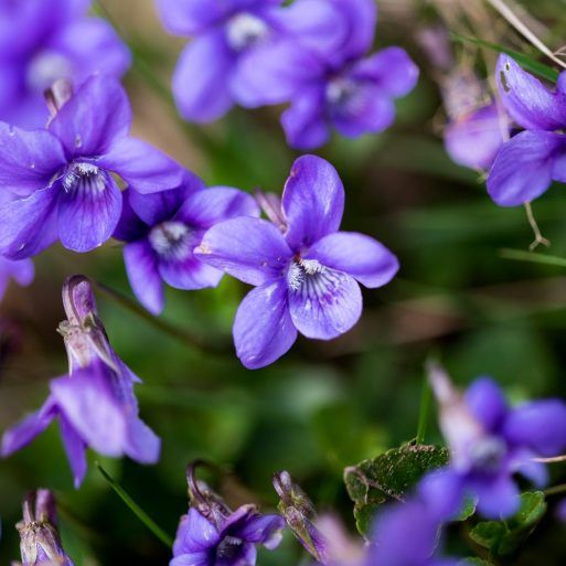 Close-up of blooming purple violets in a garden