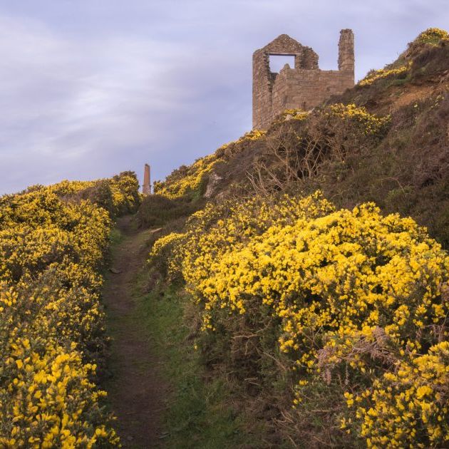 Path lined with yellow gorse bushes leading up to an old stone ruin on a hillside