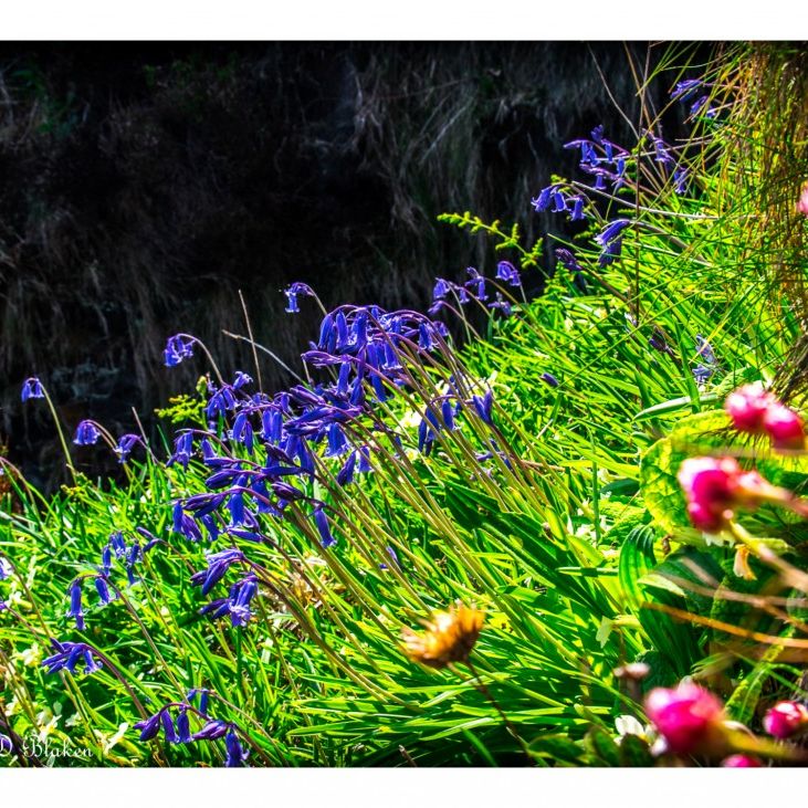 Vibrant wildflowers including bluebells and pink blooms growing on a grassy hillside.