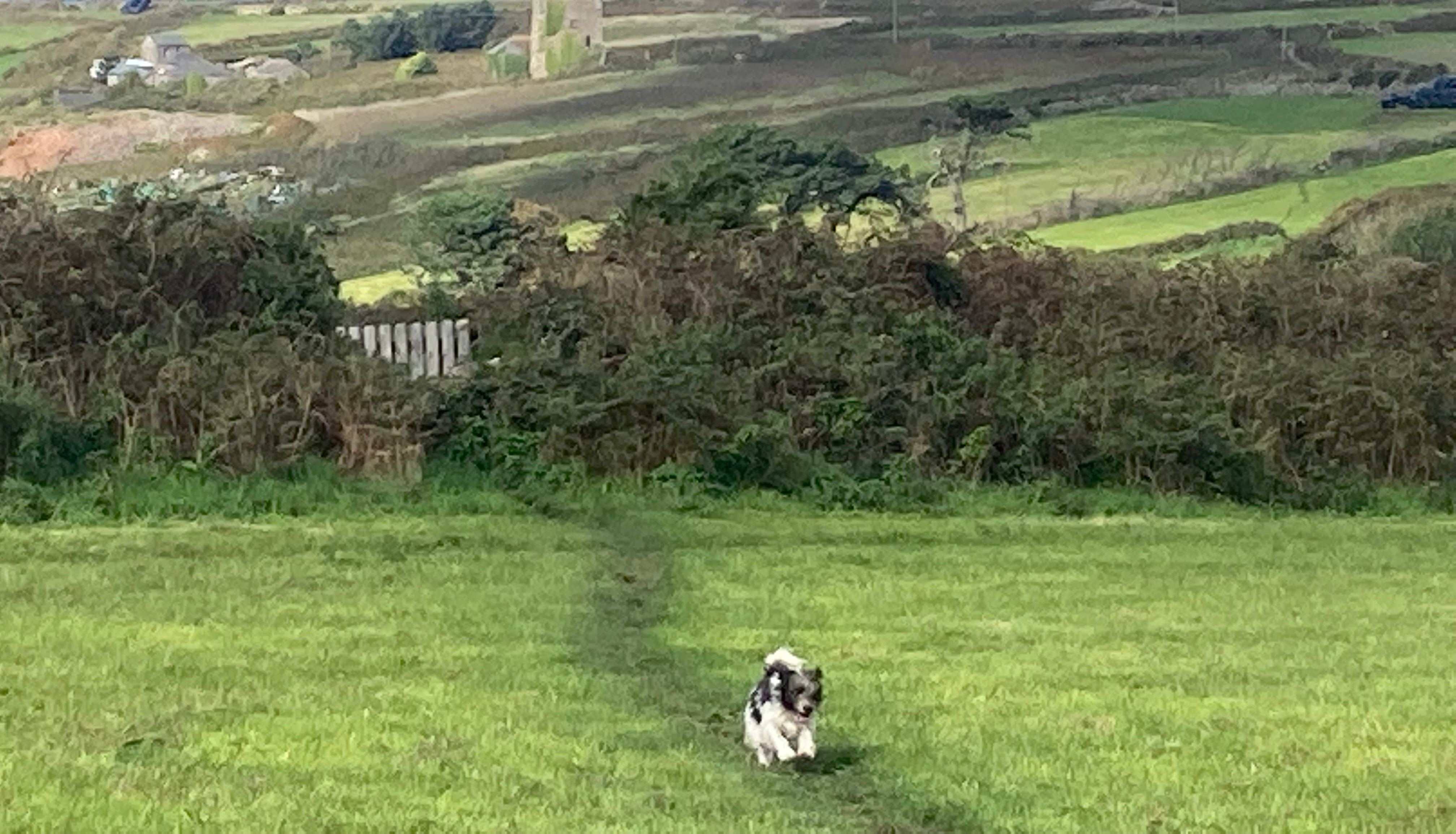 Dog walking on a grassy path with rolling hills, old mine buildings, and the sea in the background.