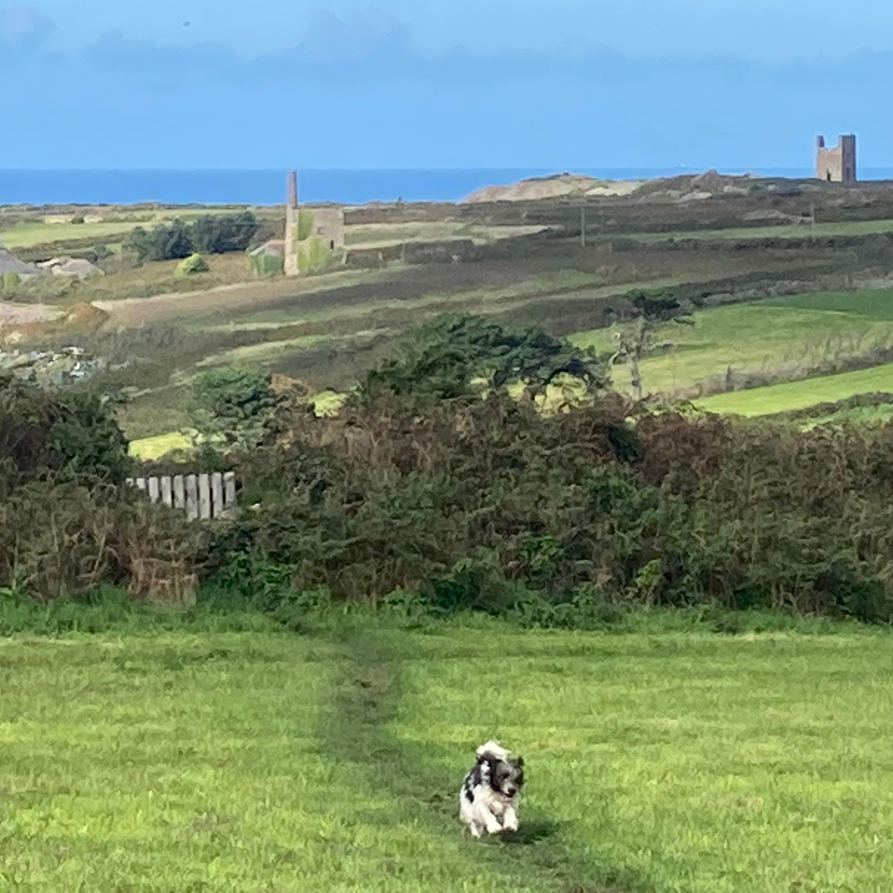 Dog walking on a grassy path with rolling hills, old mine buildings, and the sea in the background.