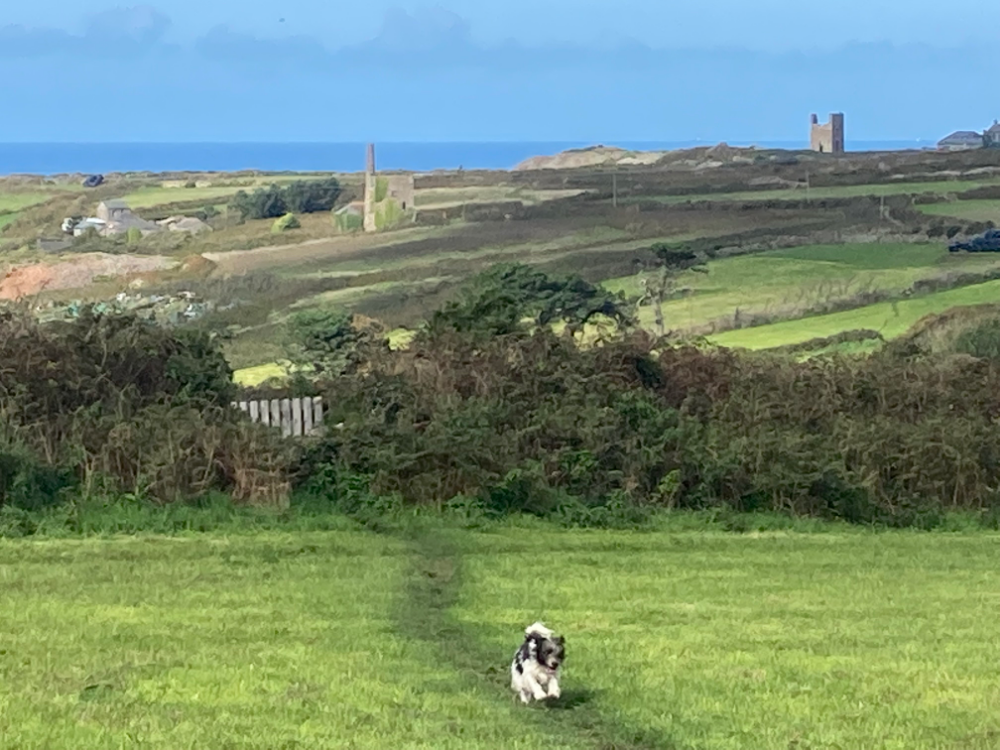 Dog walking on a grassy path with rolling hills, old mine buildings, and the sea in the background.