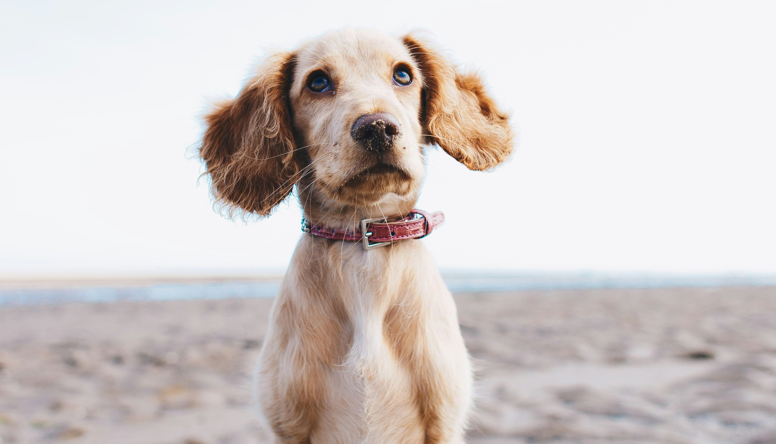Dog On Beach